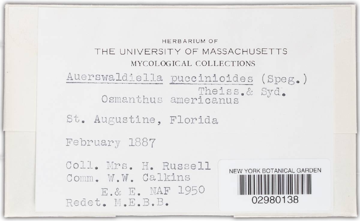 Auerswaldiella puccinioides image