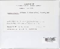 Botryosphaeria obtusa image