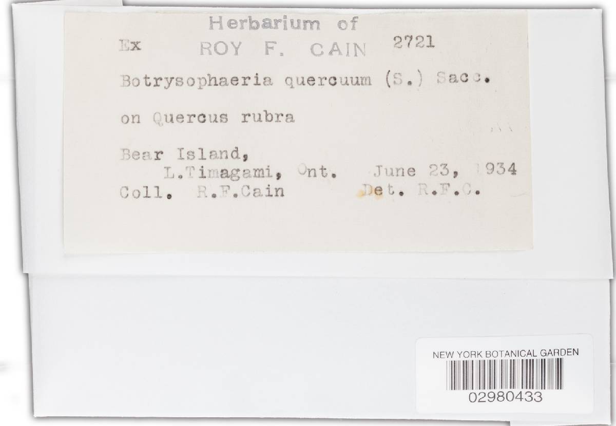 Botryosphaeria quercuum image