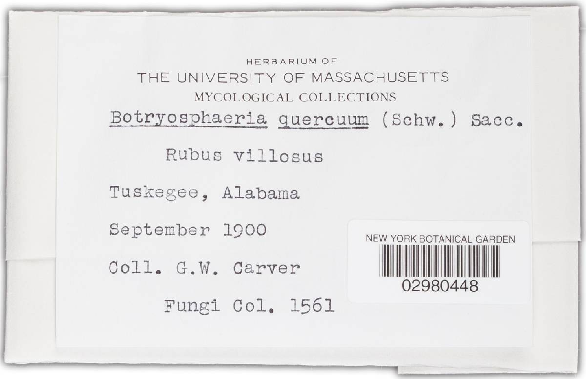 Botryosphaeria quercuum image