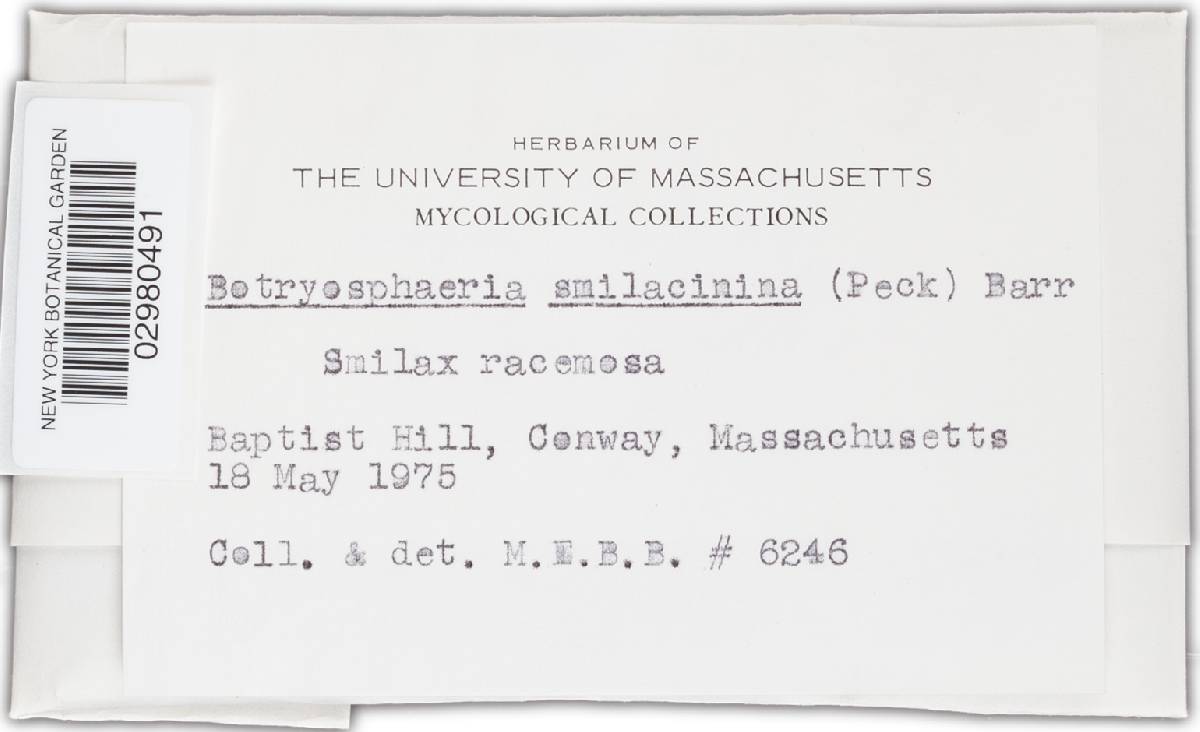 Botryosphaeria smilacinina image