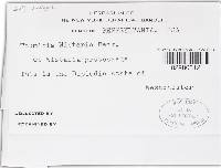 Botryosphaeria wisteriae image