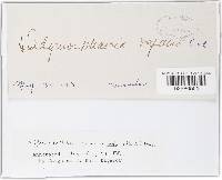 Dothidotthia ramulicola image