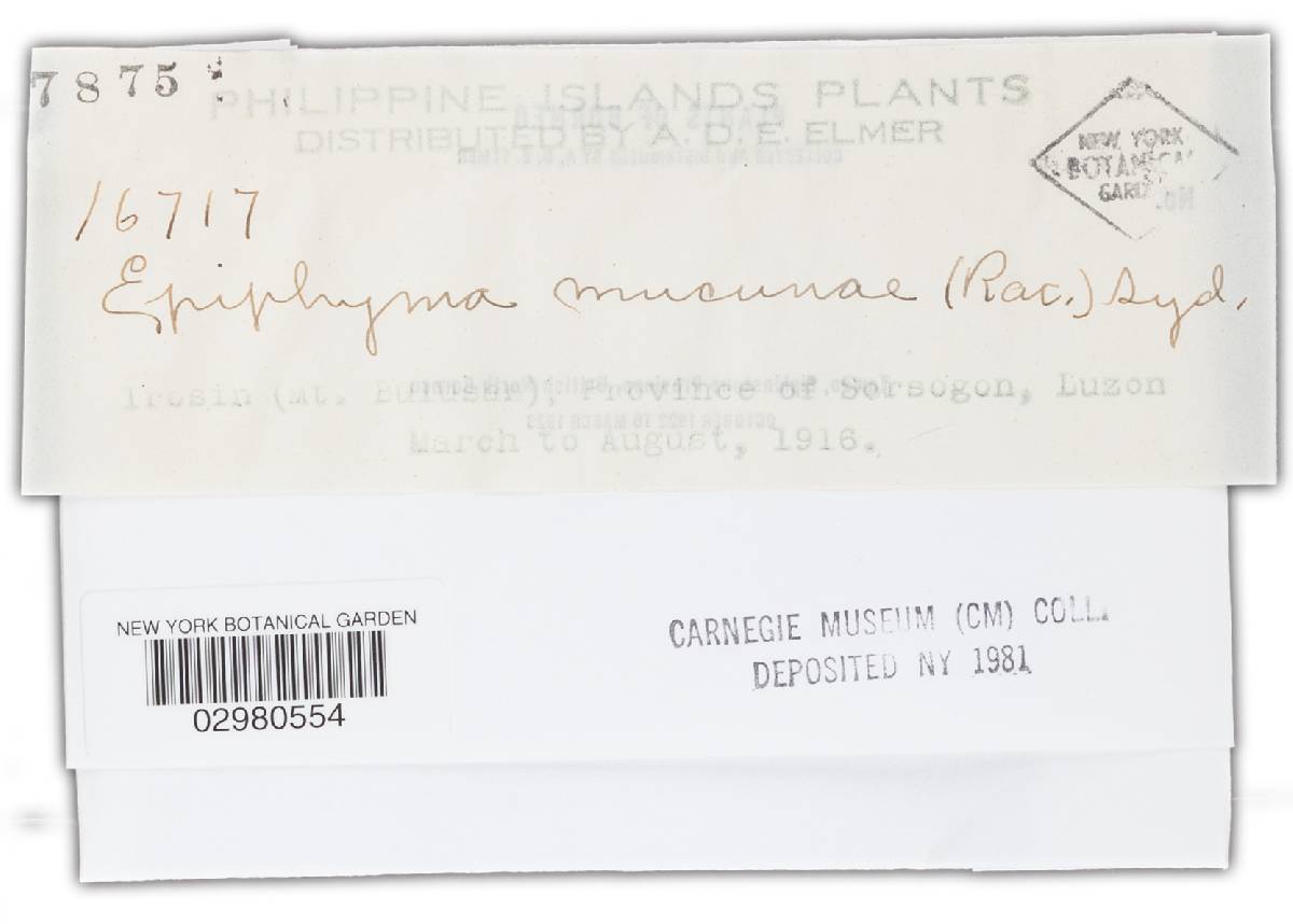 Epiphyma mucunae image