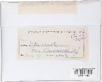 Guignardia bidwellii image