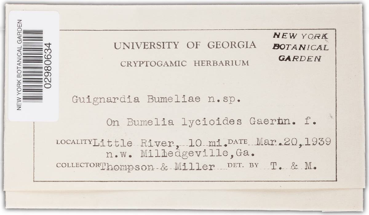 Guignardia bumeliae image