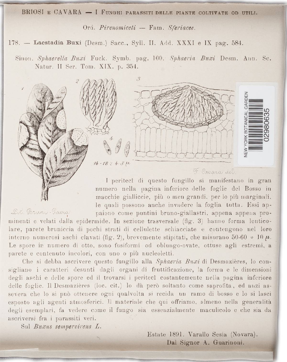 Guignardia buxi image