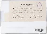 Guignardia fuscocoriacea image