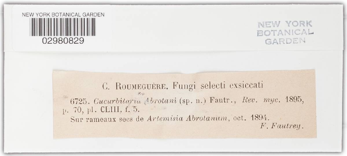 Cucurbitaria abrotani image