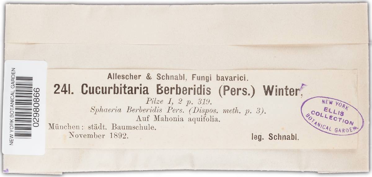 Cucurbitaria berberidis image