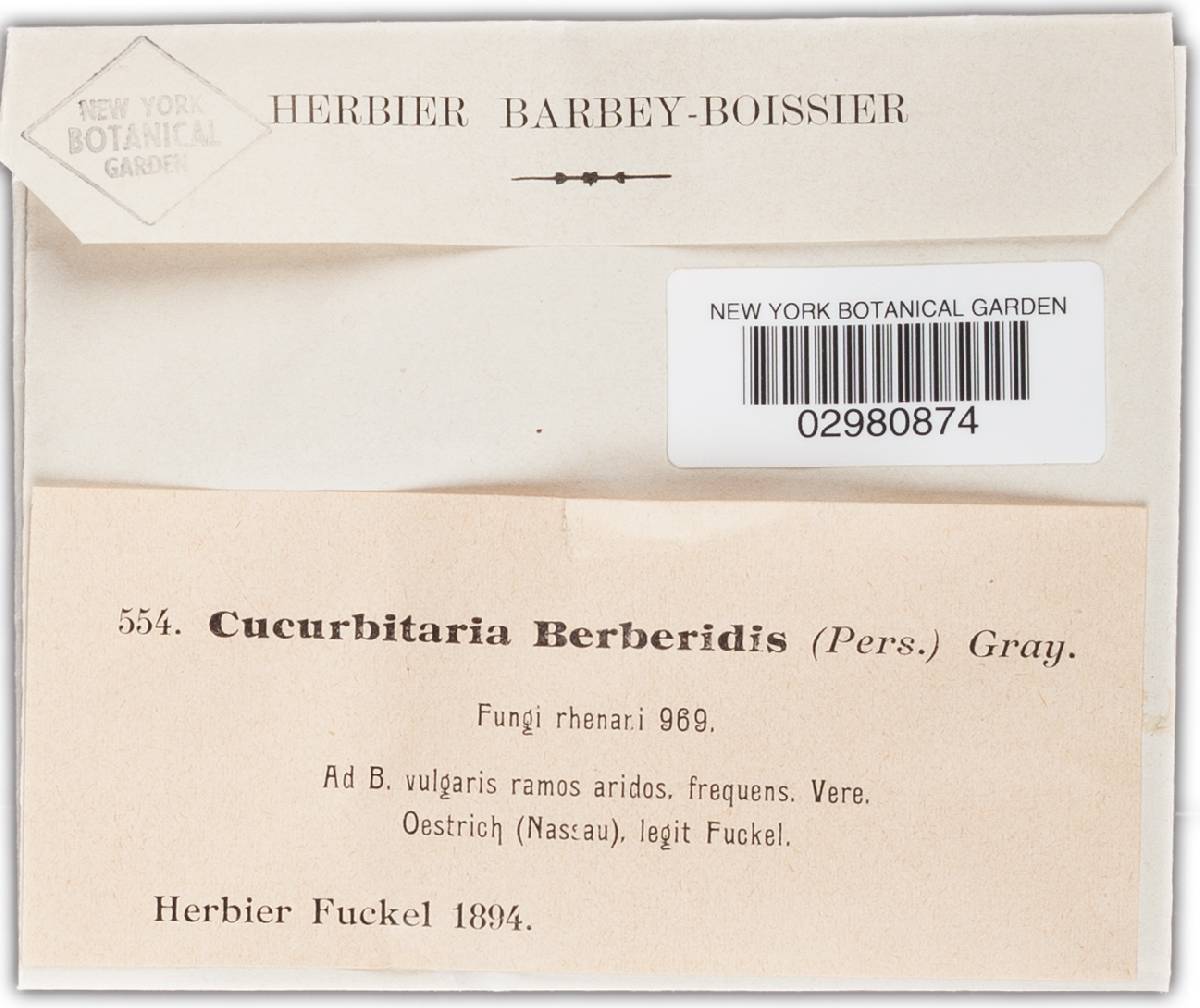 Cucurbitaria berberidis image