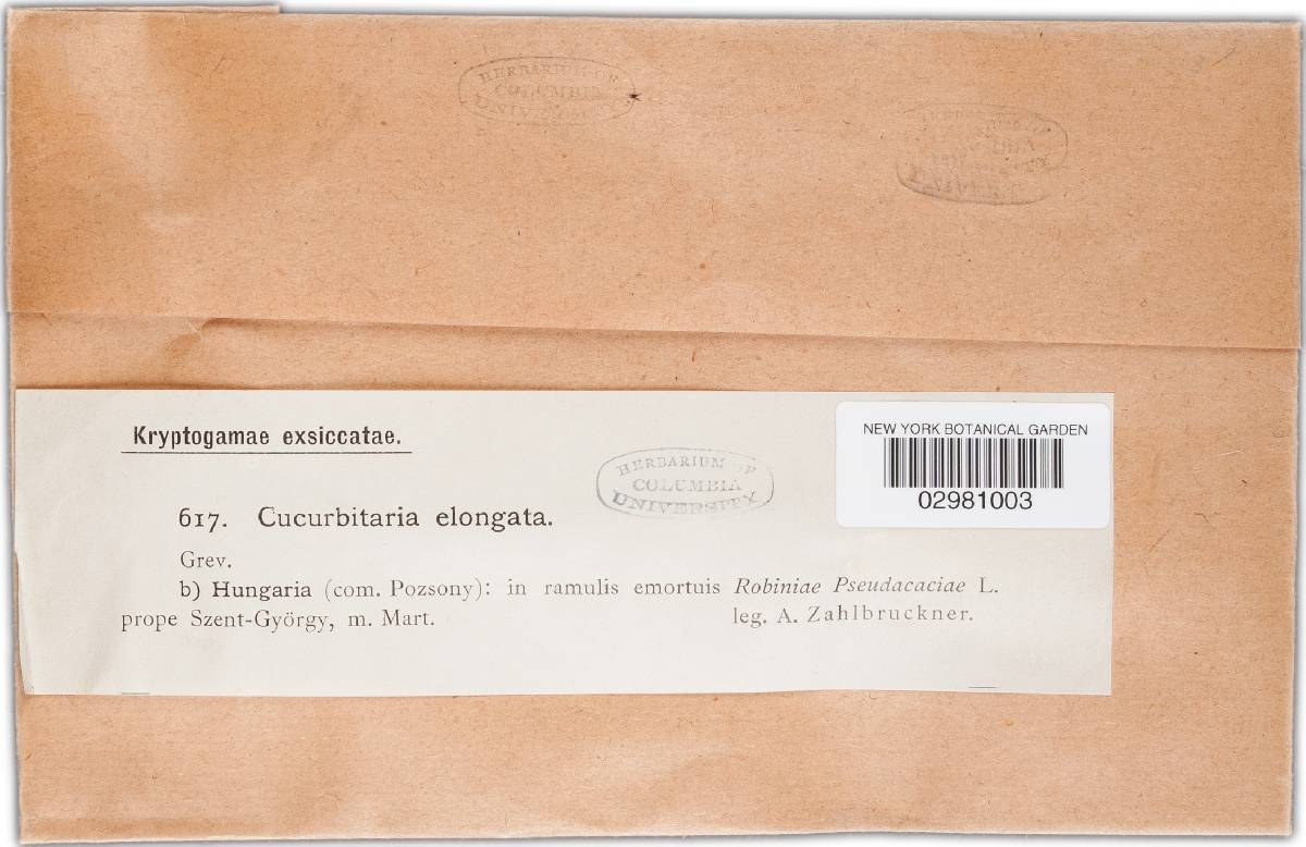 Cucurbitaria elongata image