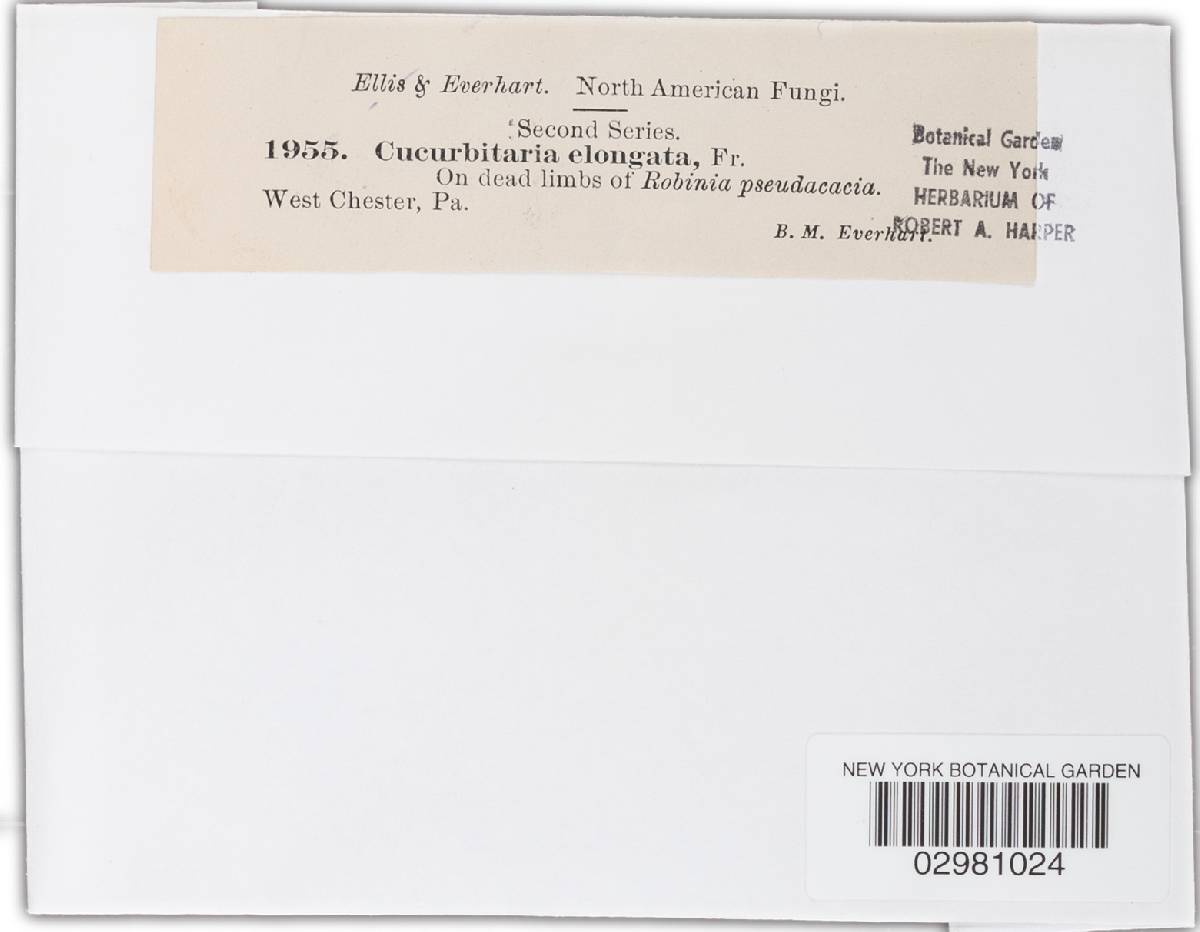 Cucurbitaria elongata image