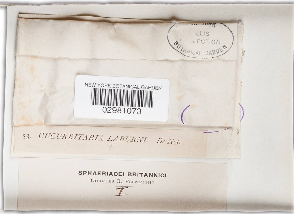 Cucurbitaria laburni image