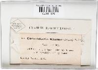 Cucurbitaria rhamni image