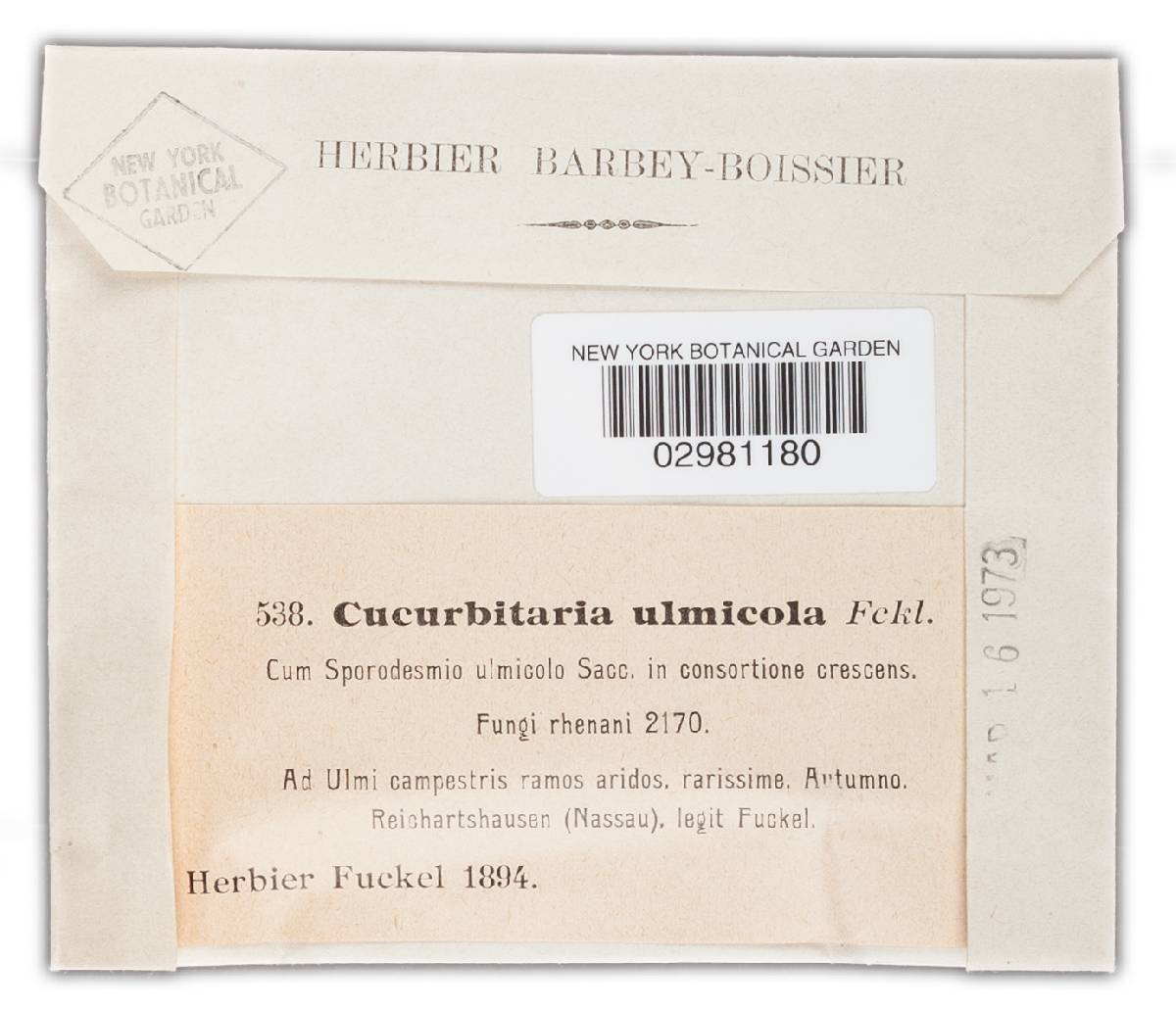 Cucurbitaria ulmicola image