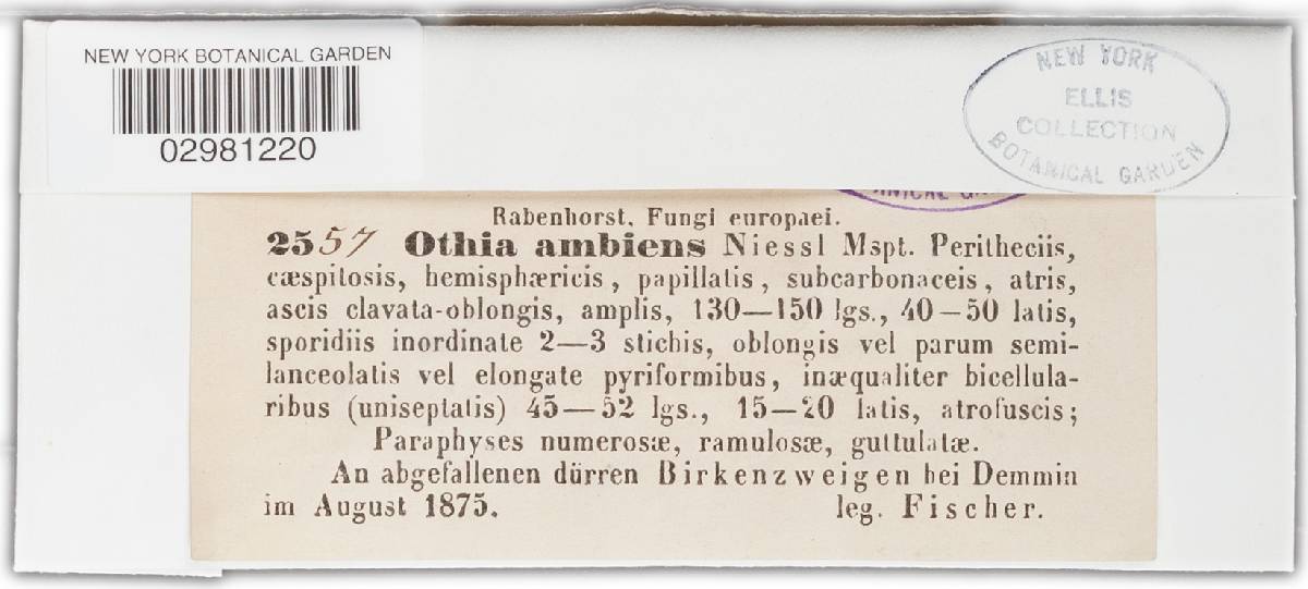 Otthia ambiens image