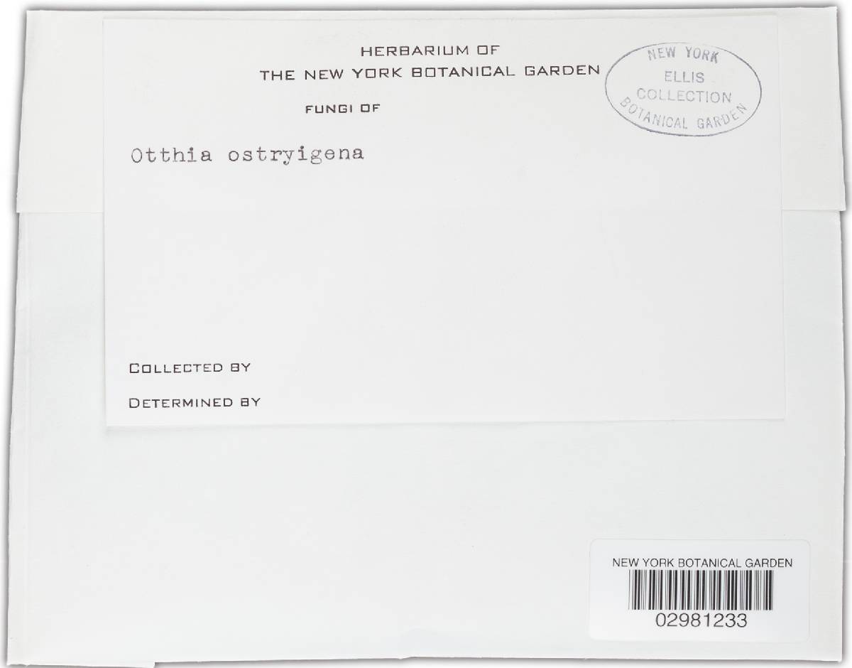 Otthia ostryogena image