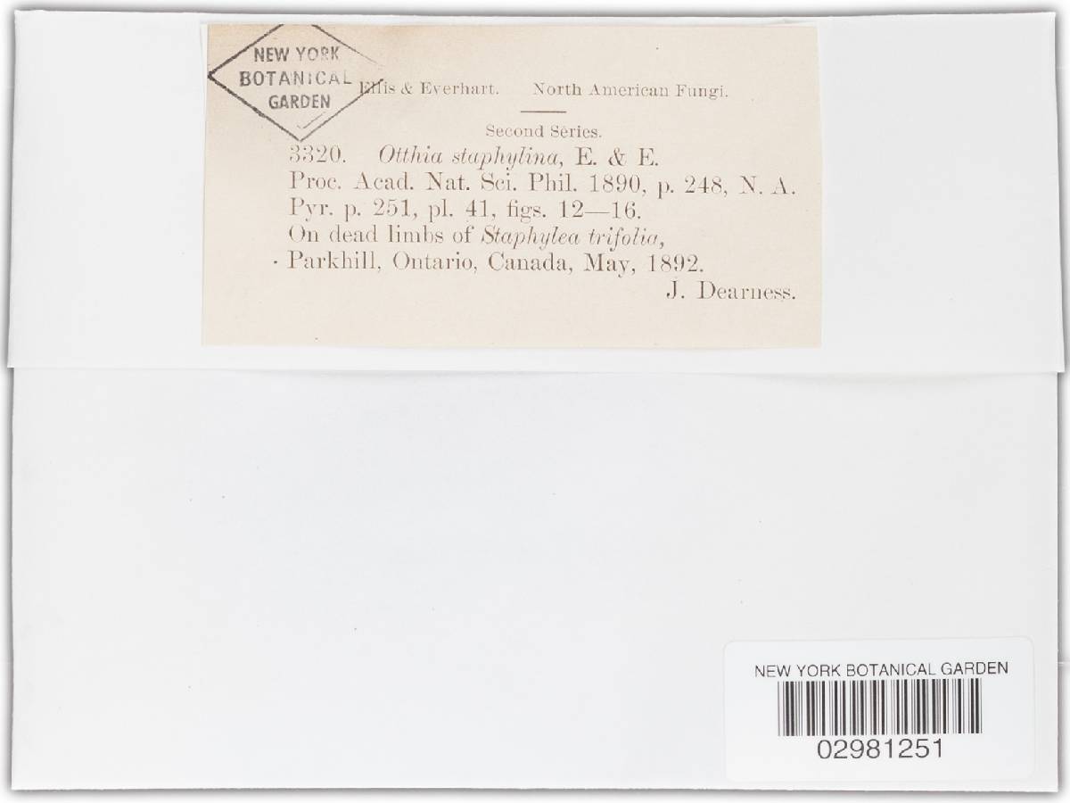Otthia staphylina image