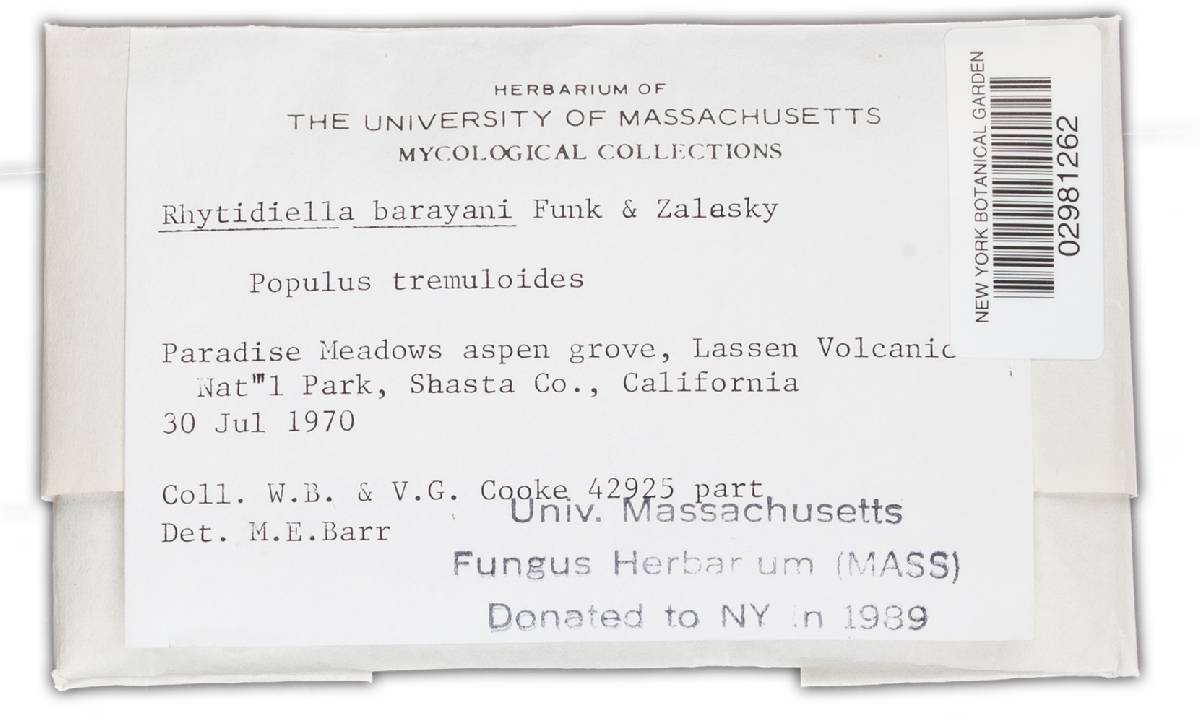 Rhytidiella baranyayi image