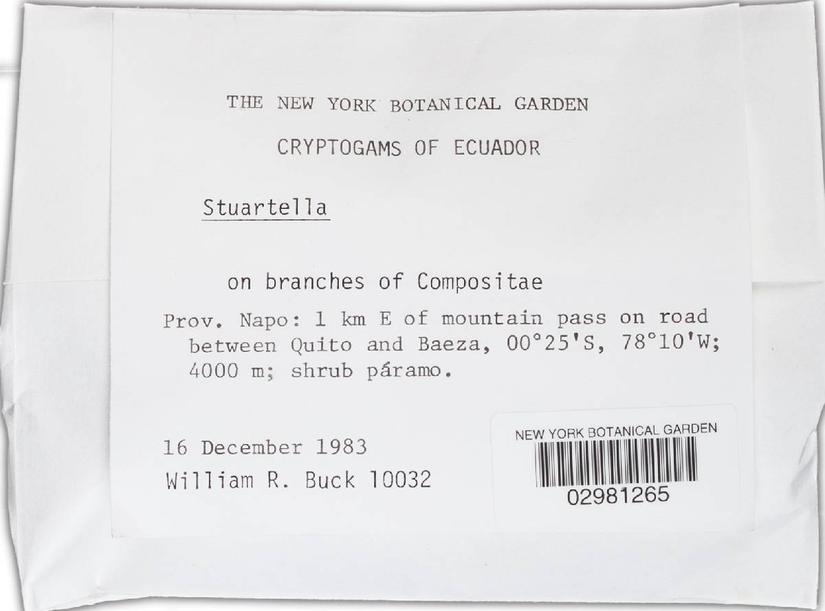 Stuartella image