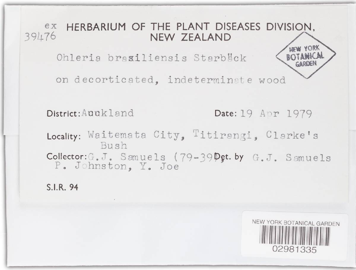 Ohleria brasiliensis image