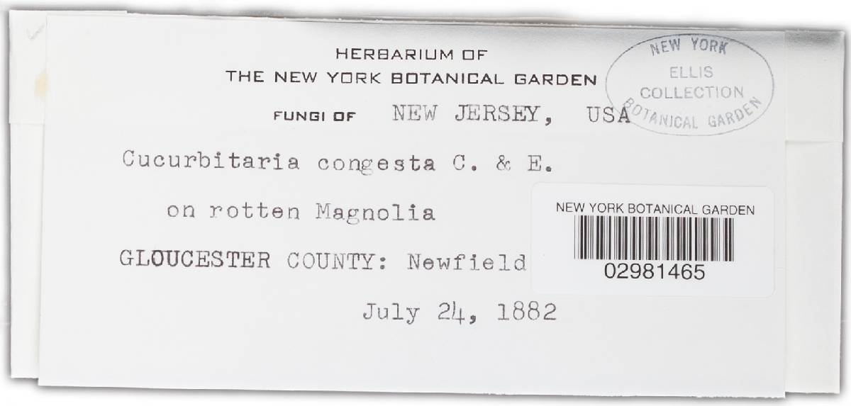 Teichospora congesta image
