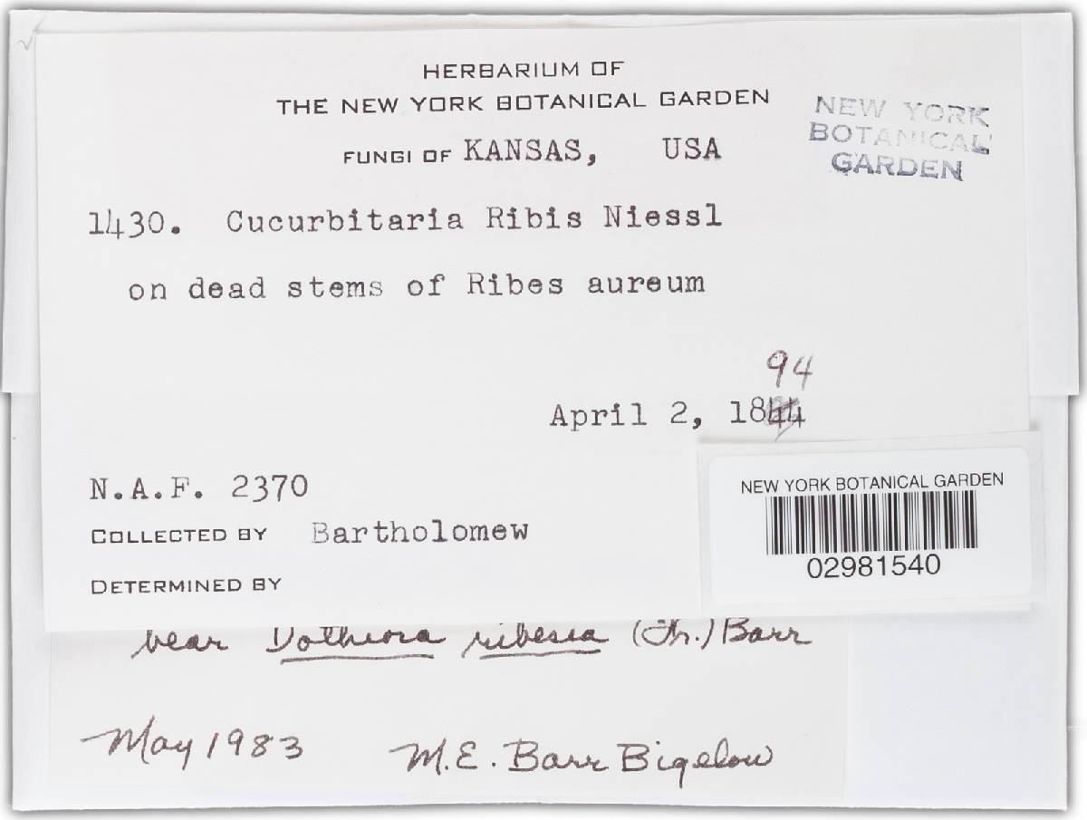 Teichospora ribis image
