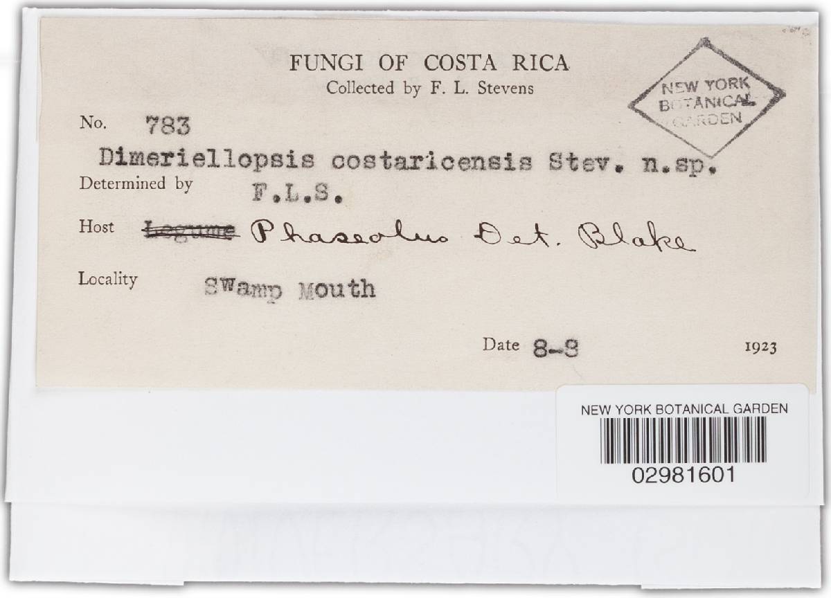Dimeriellopsis costaricensis image