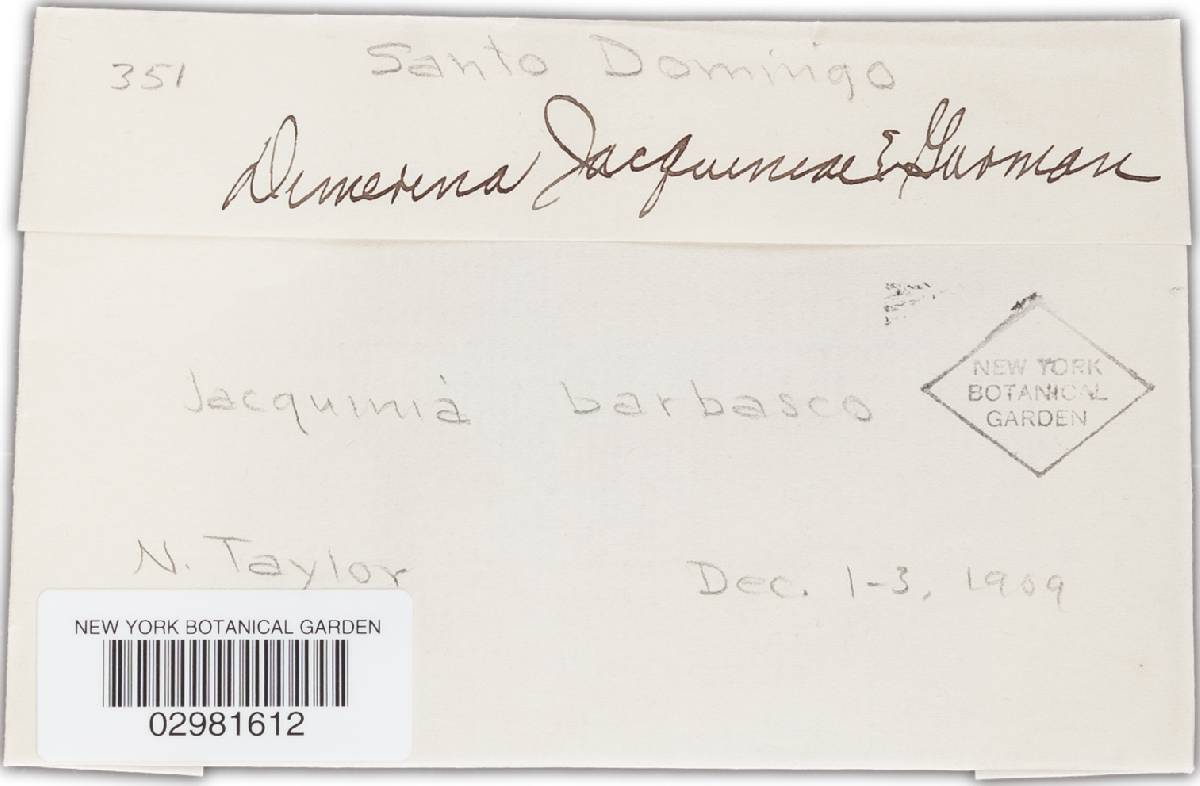 Dimerina jacquiniae image