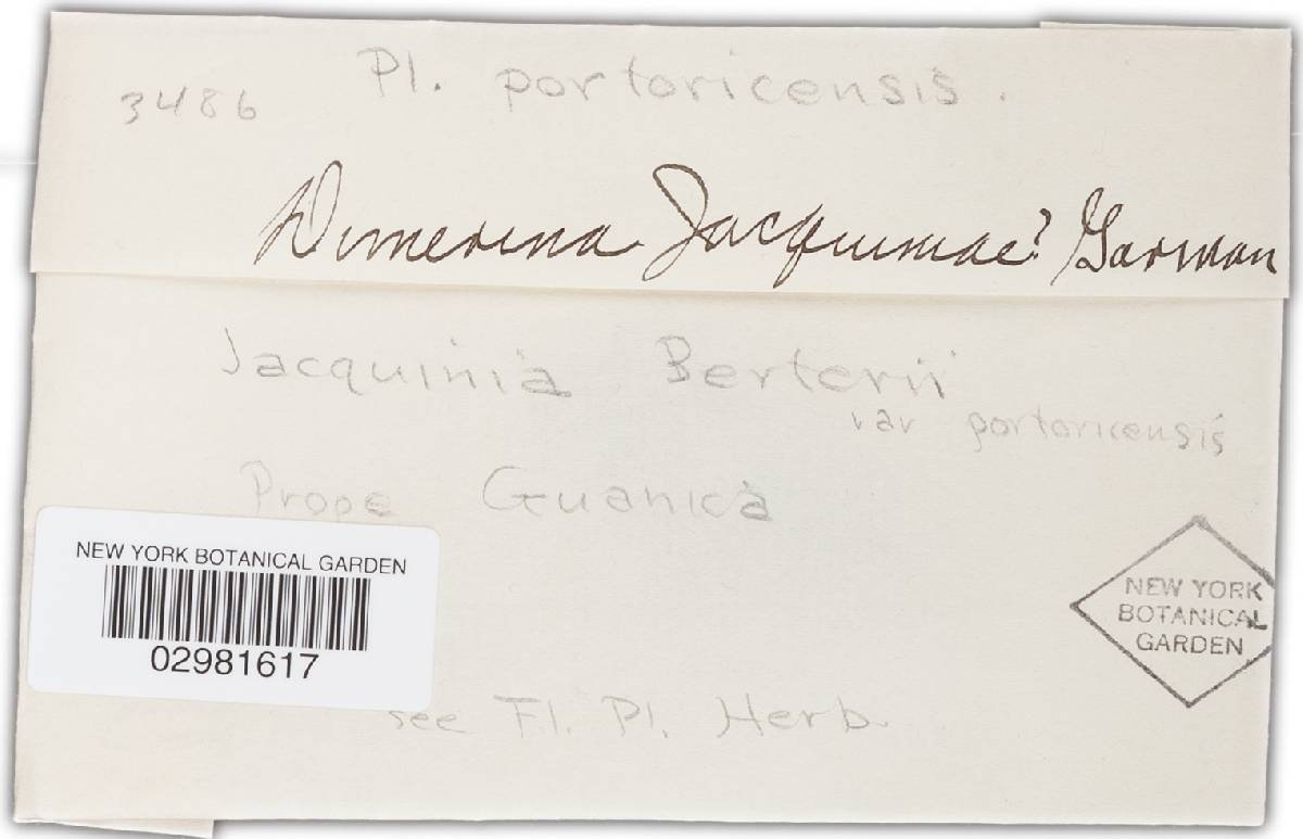 Dimerina jacquiniae image
