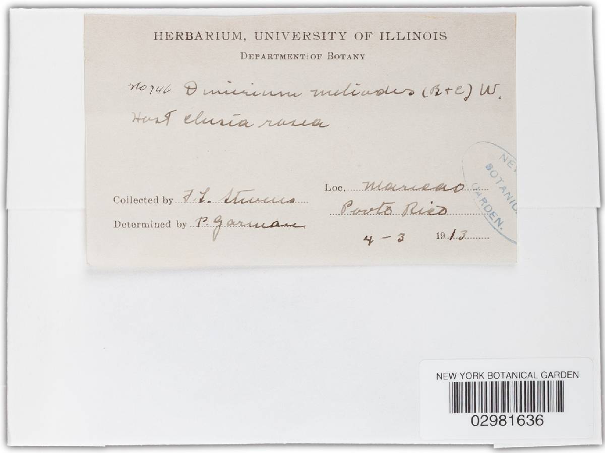 Dimerium melioloides image