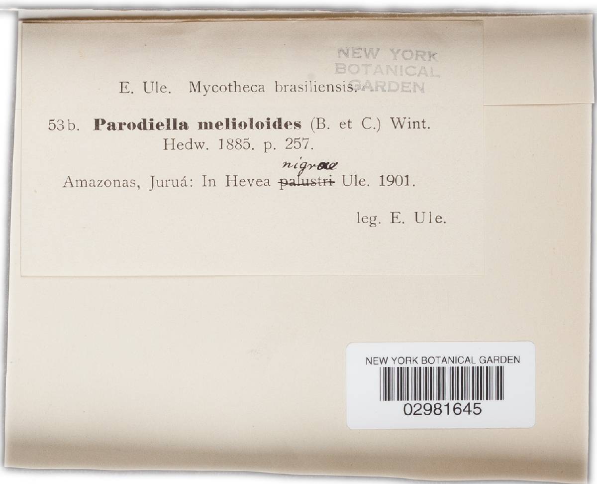Dimerium melioloides image