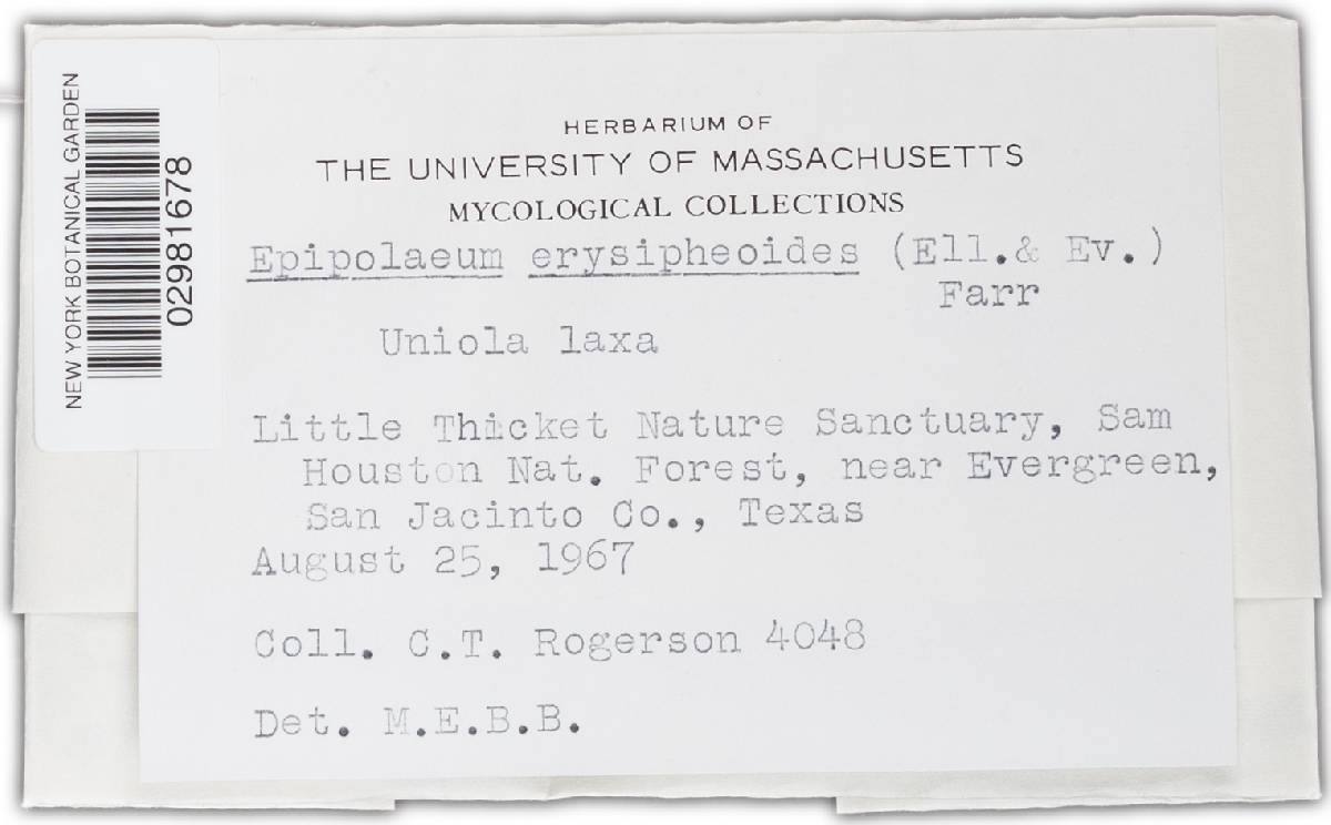 Epipolaeum erysiphoides image