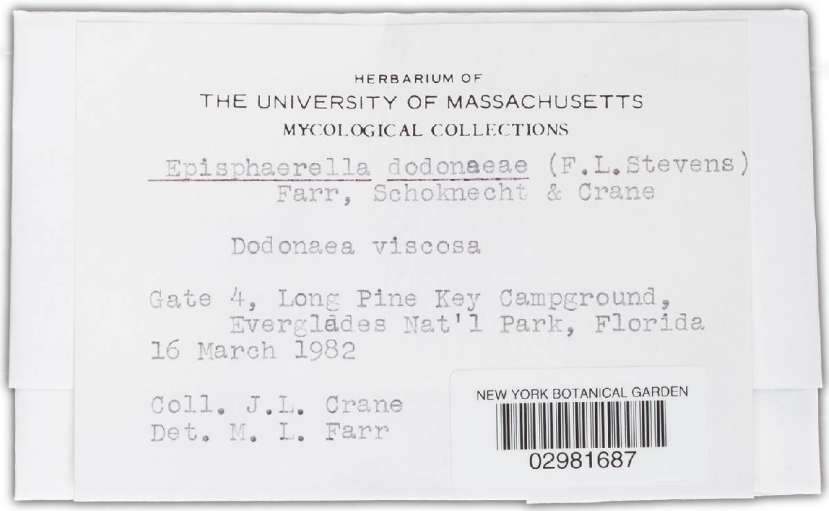 Episphaerella dodonaeae image