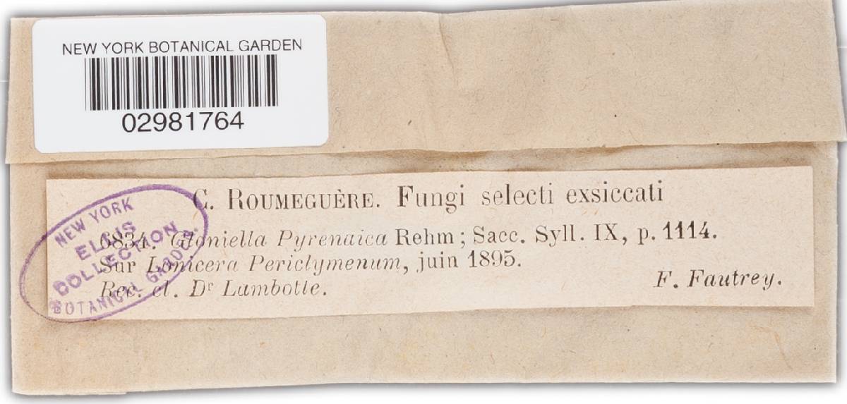 Gloniella pyrenaica image