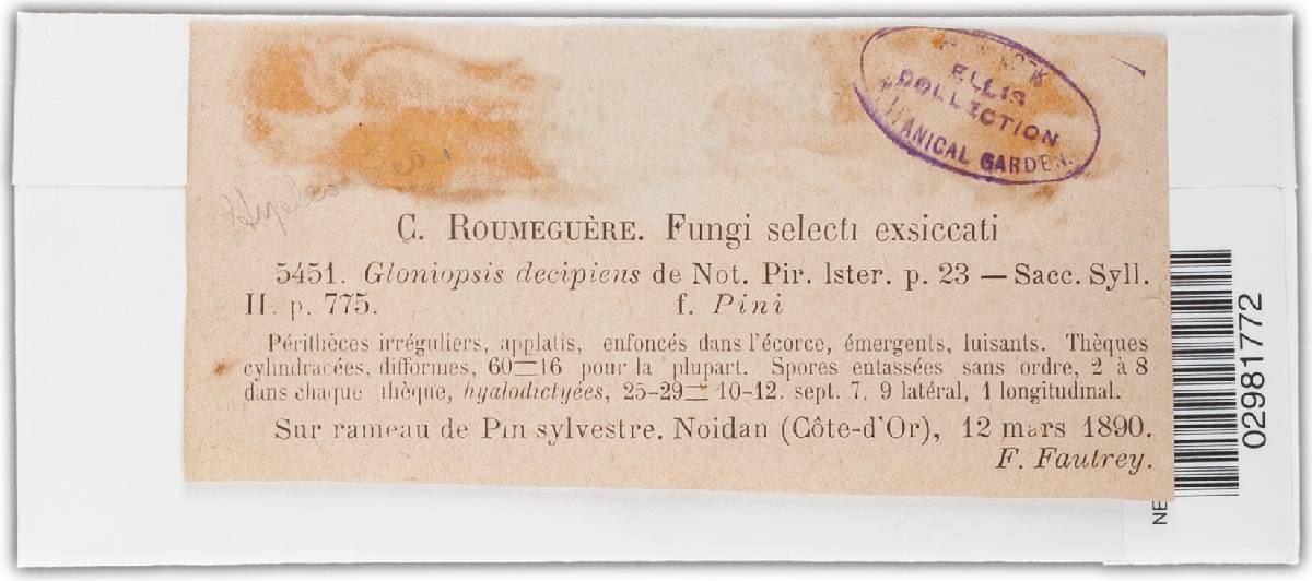 Gloniopsis decipiens image