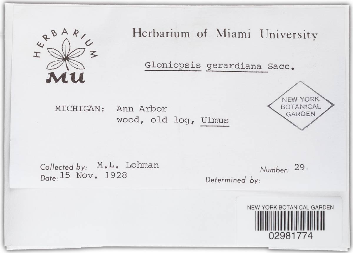 Gloniopsis gerardiana image