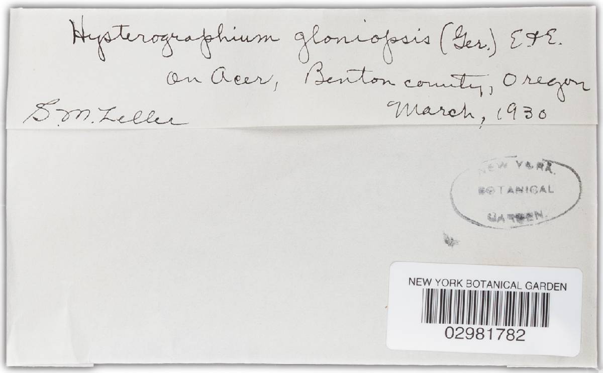 Gloniopsis gerardiana image
