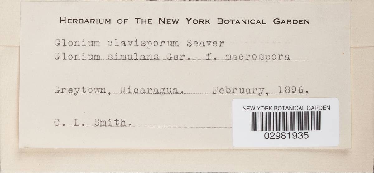 Glonium clavisporum image