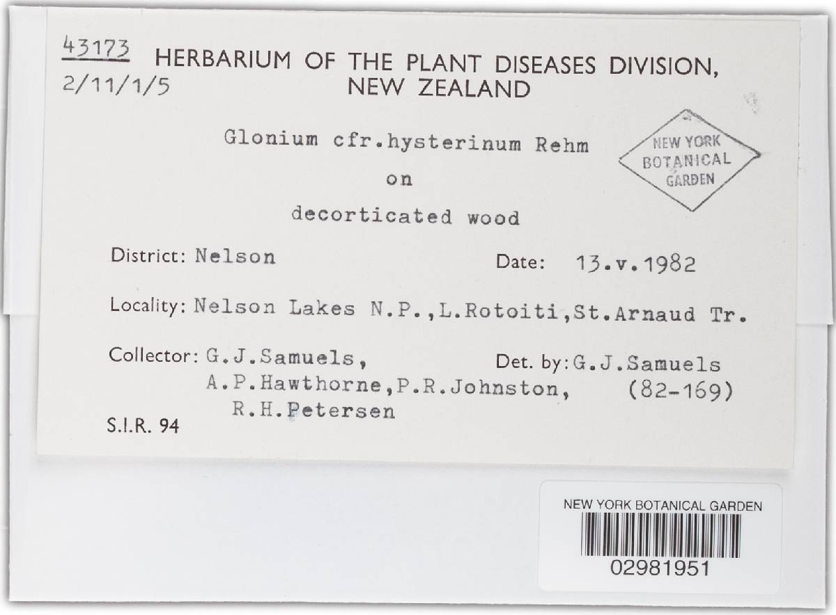 Glonium hysterinum image