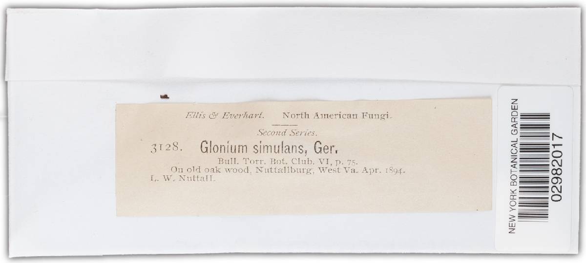 Glonium simulans image
