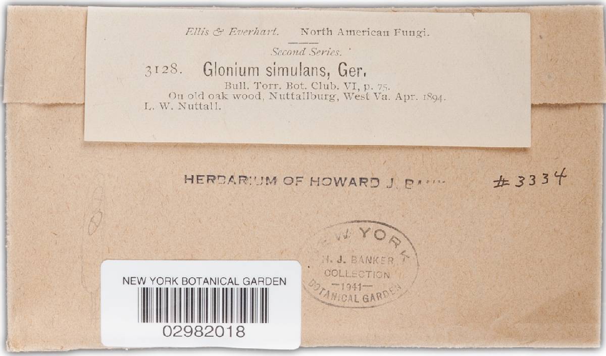 Glonium simulans image