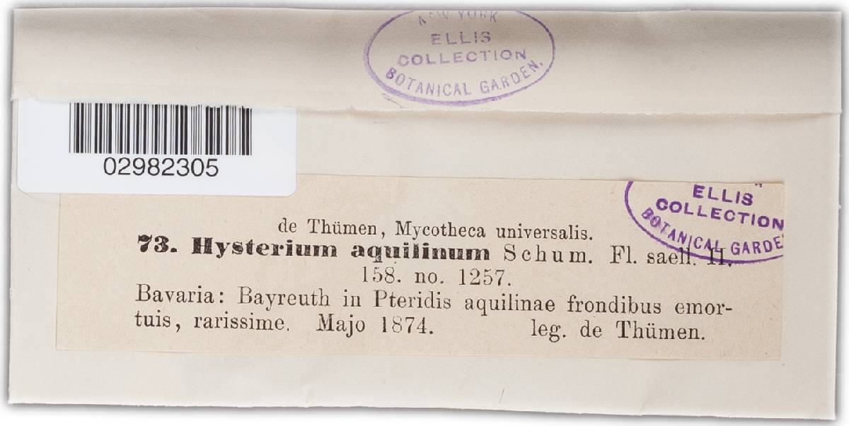 Hysterium aquilinum image
