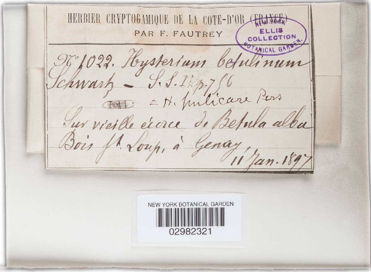Hysterium betulinum image