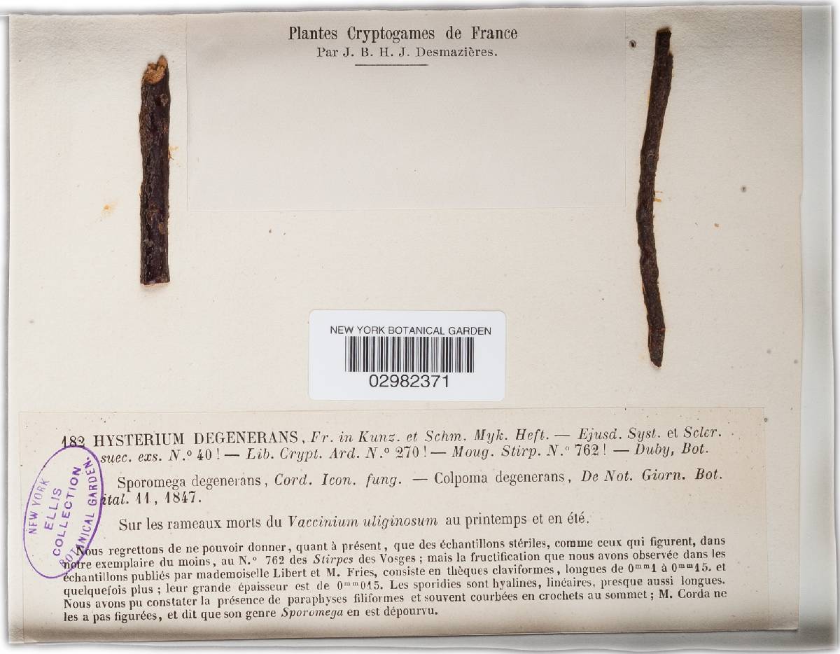 Sporomega degenerans image