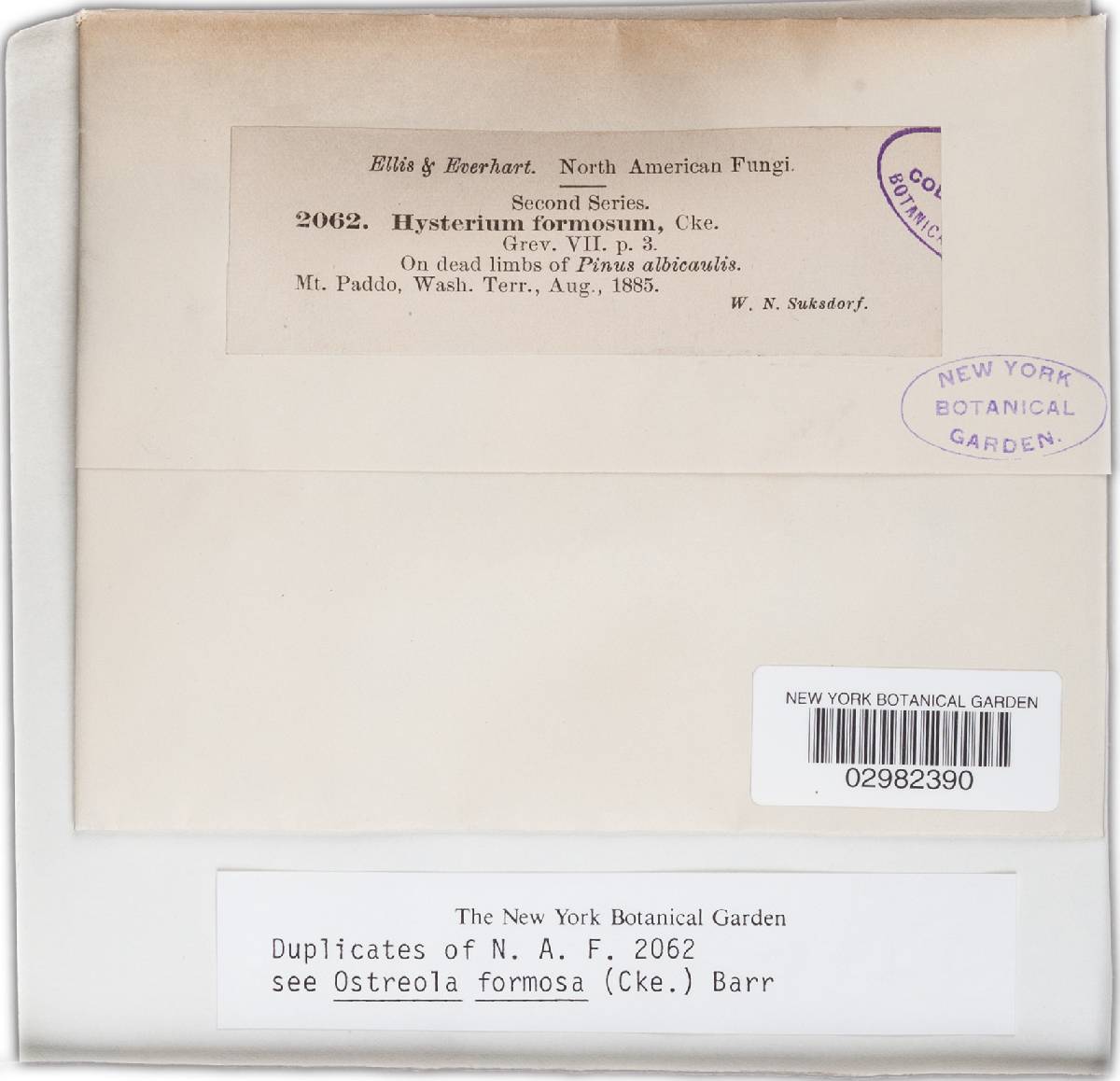Hysterium formosum image