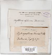 Hysterium fraxini image