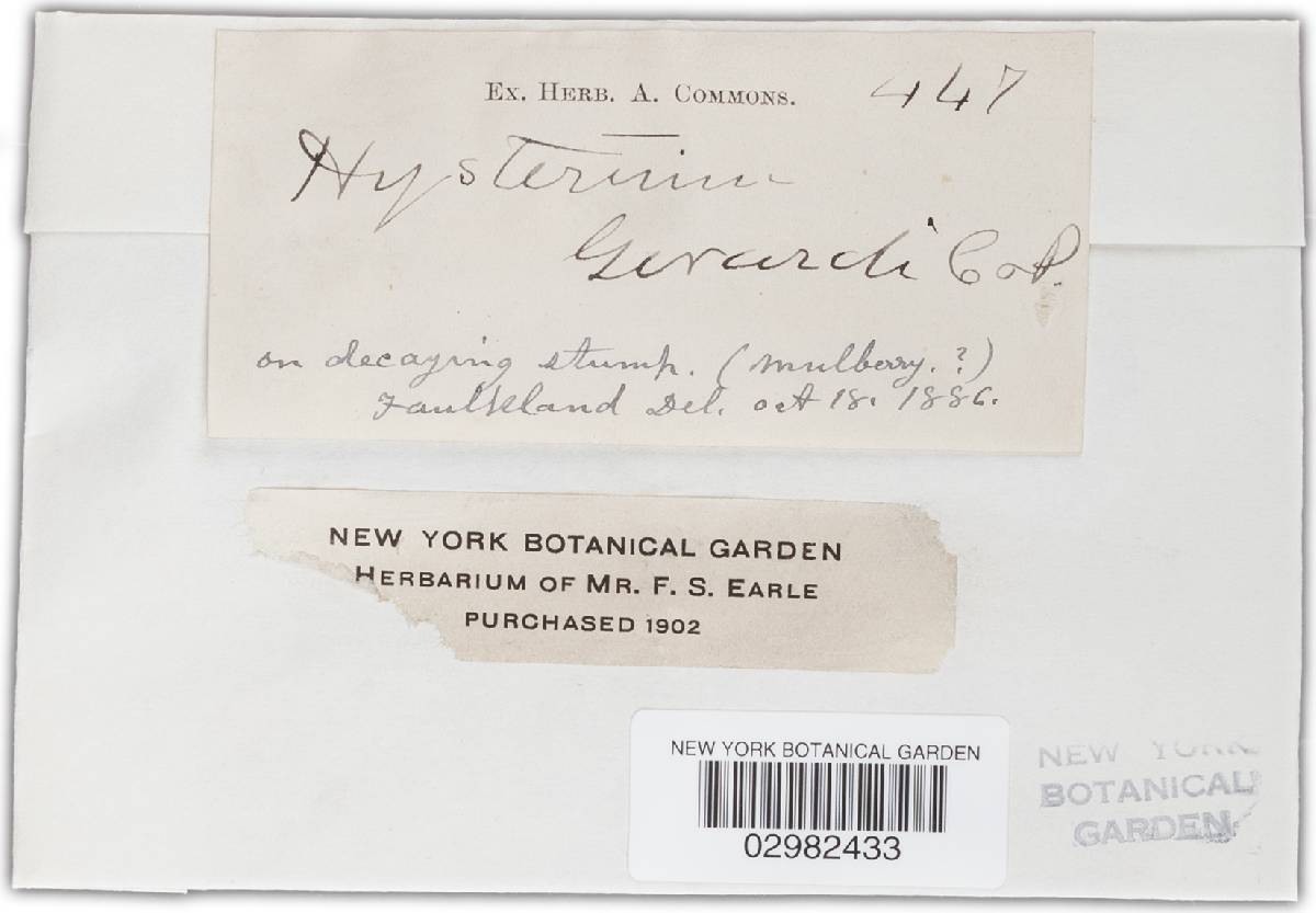 Hysterium gerardi image