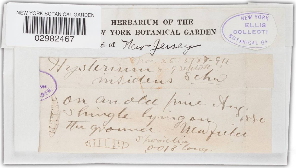 Hysterium insidens image